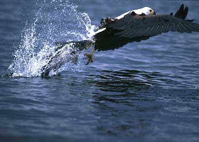 Lake Victoria with Eagle's Catch Photo Courtesy Kenya Game Reserve
