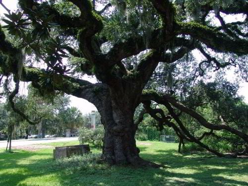 The only one of the original Dueling Oaks remaining...the second tree was lost in the 1940's.