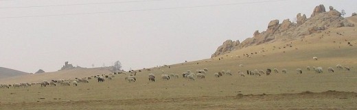 the meat of sheep is widely eaten in Mongolia courtesy of wikipedia commons