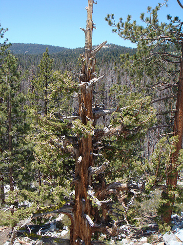 Yosemite Pine trees.