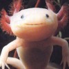 shavedfish profile image