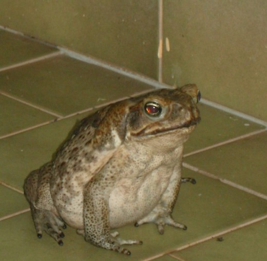 A Handsome type of toad