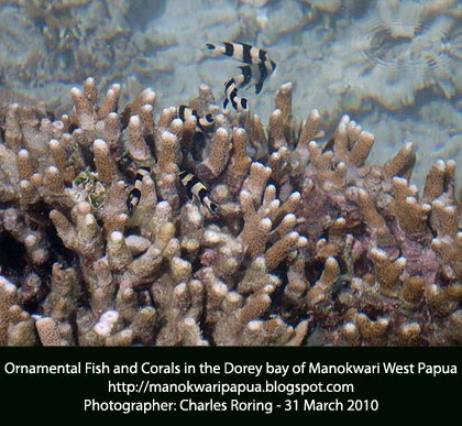 Coral reef and ornamental fish in one of the islands in Manokwari of West Papua, the Republic of Indonesia