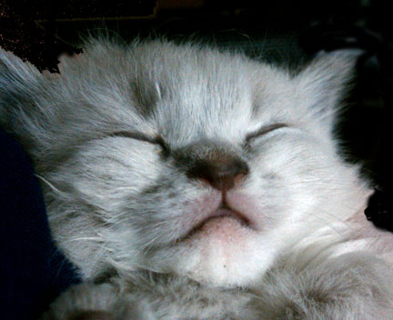 I'm a smug kitten at 3 weeks.