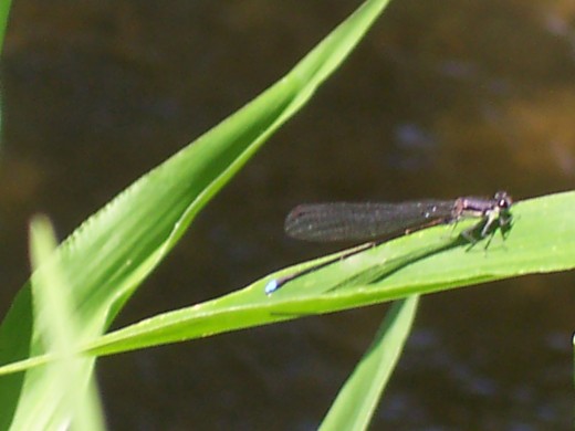 riffle ford rd, darnestown/germantown, md black winged - turquoise dragonfly