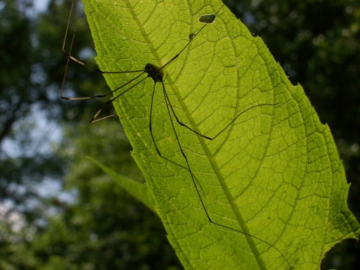 large daddy long legs-like spider, riffle ford rd., darnestown/germantown, md