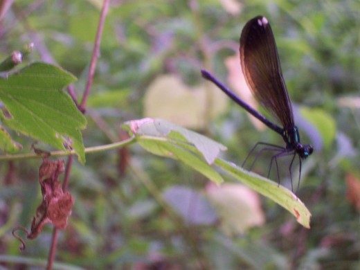 riffle ford rd, darnestown/germantown, md black winged - turquoise dragonfly