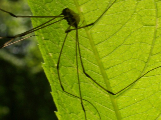 large daddy long legs-like spider, riffle ford rd., darnestown/germantown, md