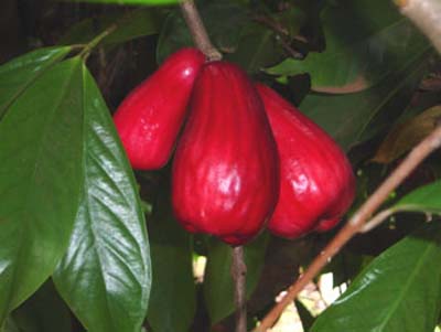 The Pomerac, when ripe is a rich red color. Here it is in its fullness, ready to pick