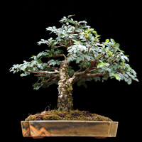 Bonsai reflects the power of the simplicity in nature, that is further crafted and shaped over time skillfully and emphasises the growing beauty of a stunted tree.