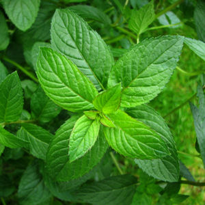Mint Herb