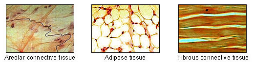 Adipose connective Tissue and the appearance of cellulite.