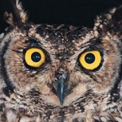 AquteIntel profile image