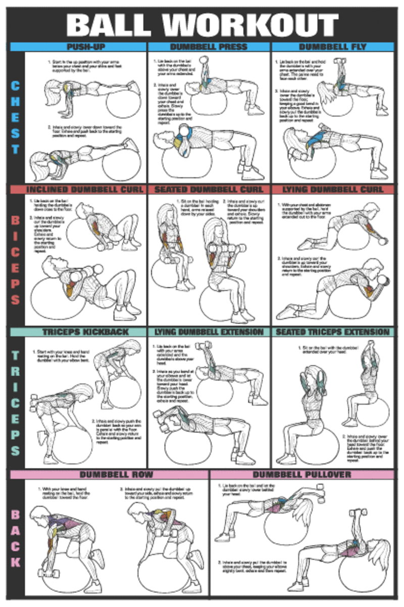 Bodybuilding Chest Exercises Chart At Home
