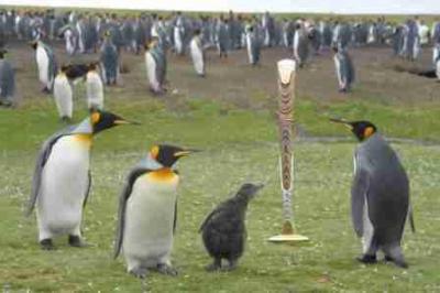 At Falkland Islands, King Penguins and the baton