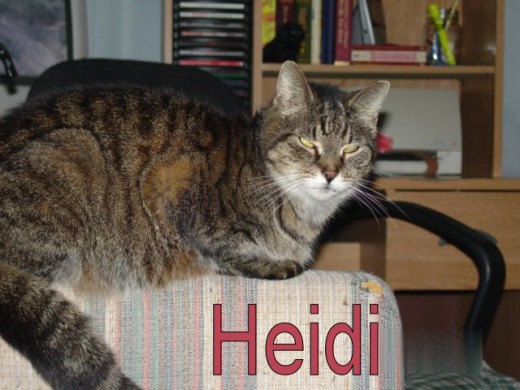 Heidi was a stray, adopted out to a loving family