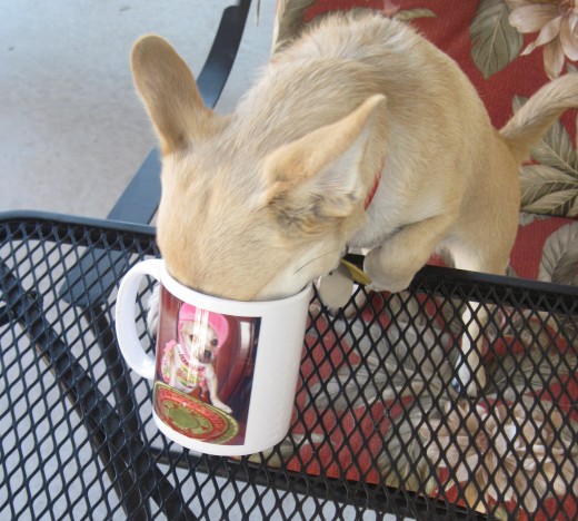 Chika, our chihuahua, having her morning coffee on the patio