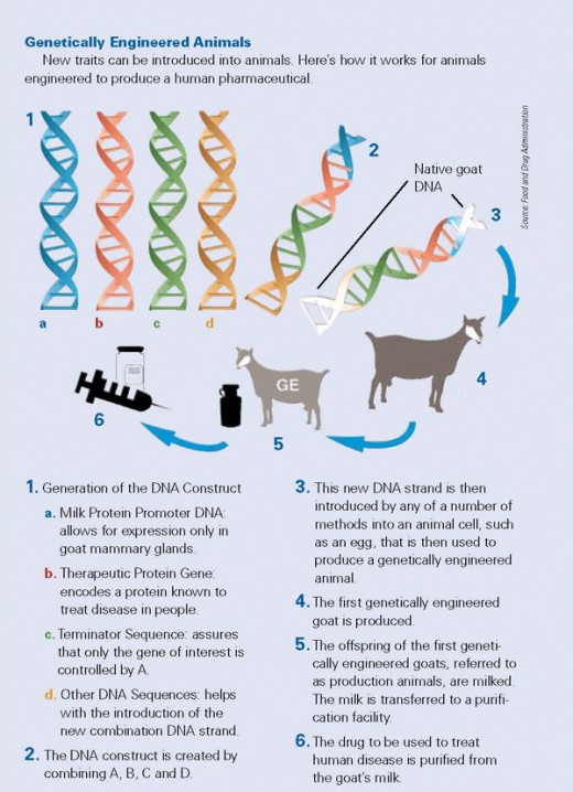 This page illustrates the basic process of artificially genetically altering a species.
