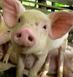 This pig received mouse genes in an experiment. The reason for mouse genes is not clear other than it can be done.