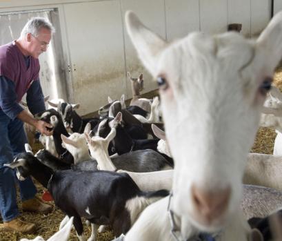 These goats have also been genetically modified. Though they appear healthy, we may not know the long term effects until a few generations.