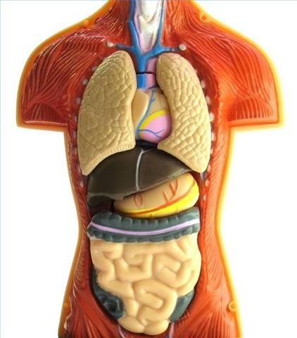 Almost everything you see here can be "Recycles". GMO advances could mean patenting of human bodies, to be disposed of as seen fit by the patent owner and holder.