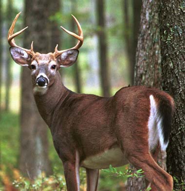 Whitetail Bucks do not stand still long, when he sees or smells you