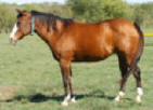 Katie Gun, Mr Gun Smoke great-grand daughter and dam of the famous 'Gunner'