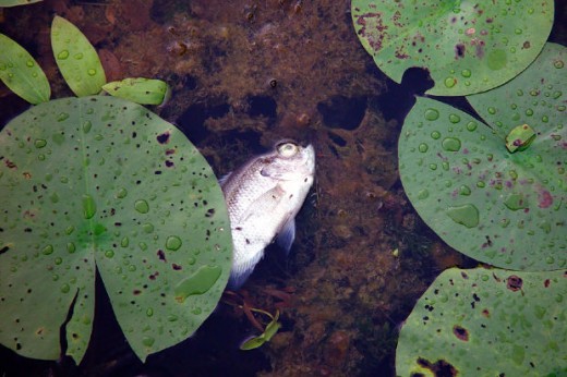 Are You Contributing To A Toxic Environment?