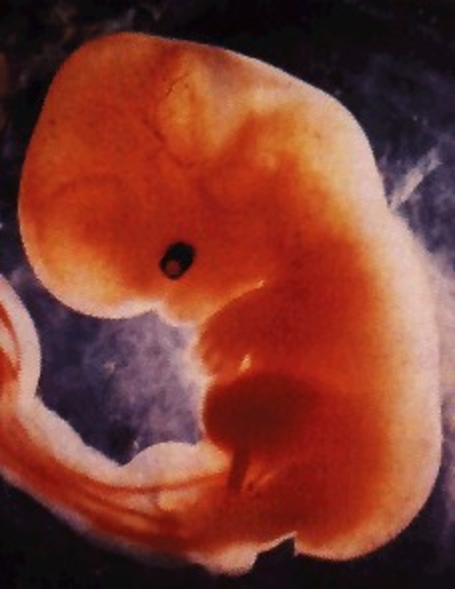 Baby Development At 6 Weeks In Utero: What to Expect