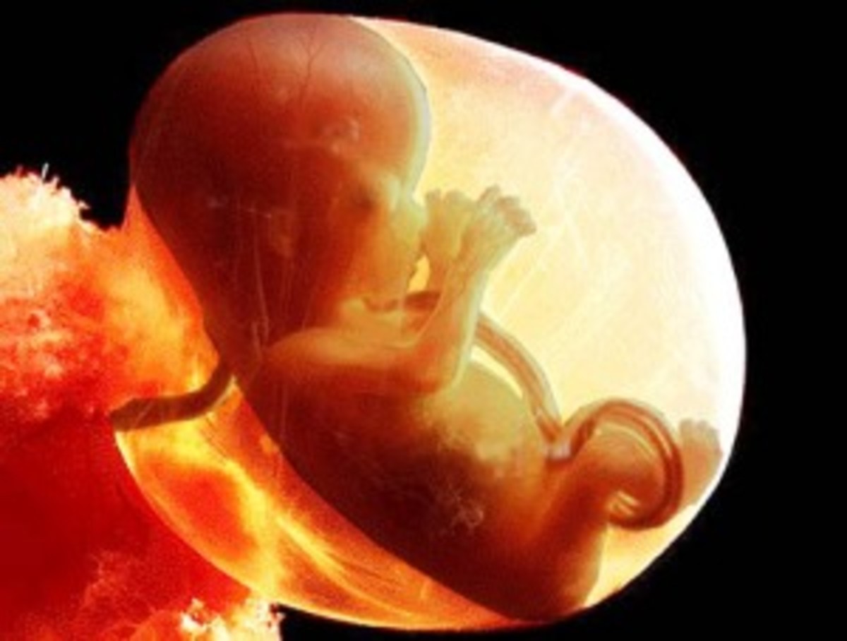 Normal Pregnancy and Childbirth with Fetal Development ...
