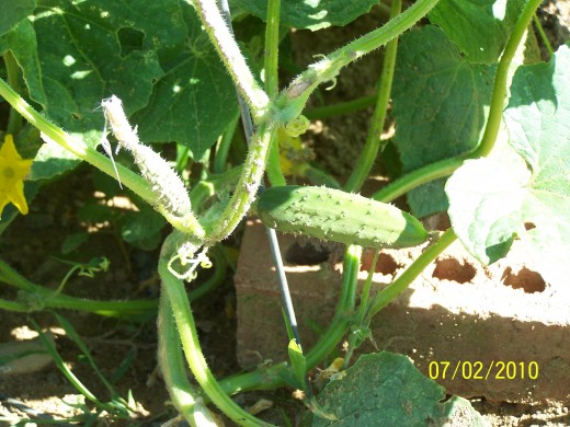 This cucumber is nearly ready to harvest, especially if you want to "pickle" it or use it to make pickles.
