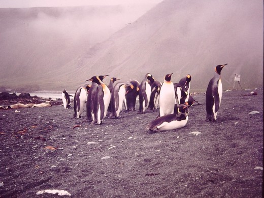 Along every beach the larger pengins, Kings, Royals, Gentoos are found,competing for space with the numerous seals. Along every beach the larger pengins, Kings, Royals, Gentoos are found,competing for space with the numerous seals.