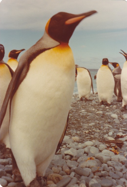 Close up of a King Penguin, MacQuarie Island 1977 Close up of a King Penguin, MacQuarie Island 1977