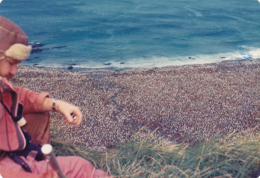 A bird's eye view of some of the half-million King Penguins at Lusitania Bay, MacQuarie Island 1977 A bird's eye view of some of the half-million King Penguins at Lusitania Bay, MacQuarie Island 1977