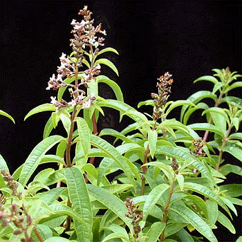 Lemon verbena