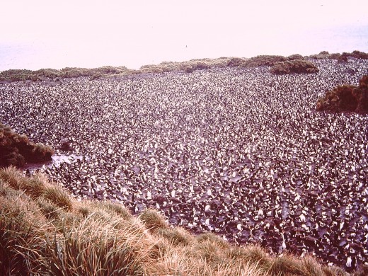 The Royal Penguin rookery at Hurd Point, MacQuarie Island. Photo taken in 1977 The Royal Penguin rookery at Hurd Point, MacQuarie Island. Photo taken in 1977