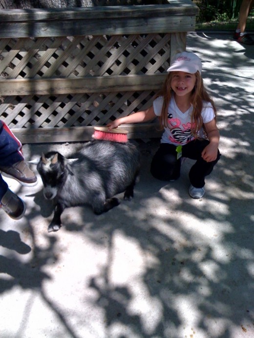 Kids love the hands on experience of the petting zoo.