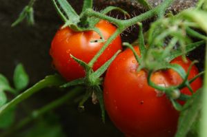 Propagate tomatoes for the fall season.