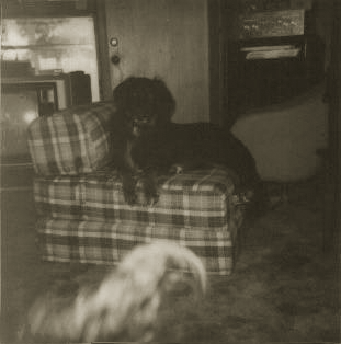 A dog, being haunted. It would appear that dogs don't mind being haunted.
