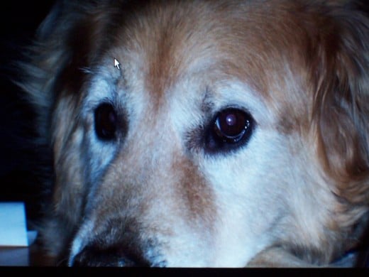 A great dog, Buddy died two years ago at the age of eighteen.