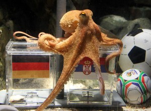 Paul the "psychic" octopus