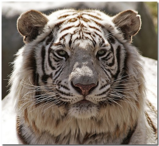 The Only White Tiger In Great Britain | HubPages