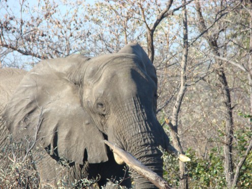 Elephant taken by Siobhan in Botswana