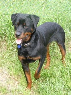 Aural Hematoma in Dogs