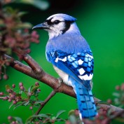 bluejay900 profile image