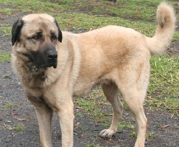 Anatolian Shepherd Dog