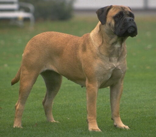 Bullmastiff