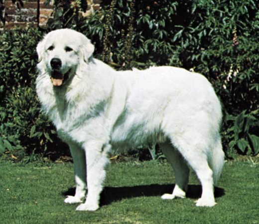 Great Pyrenees