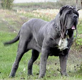 Neapolitan Mastiff