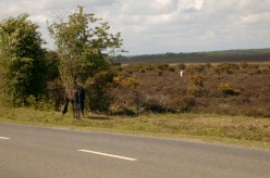 Guide to The New Forest National Park, Hampshire in the United Kingdom - Hubtrail